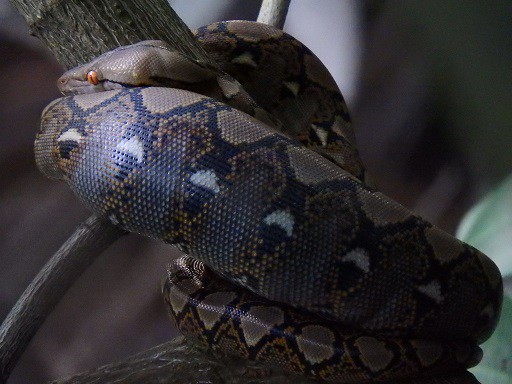 Reticulated Python Malayopython reticulatus singapore