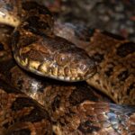 Rhombic Cat-eyed Snake Leptodeira rhombifera