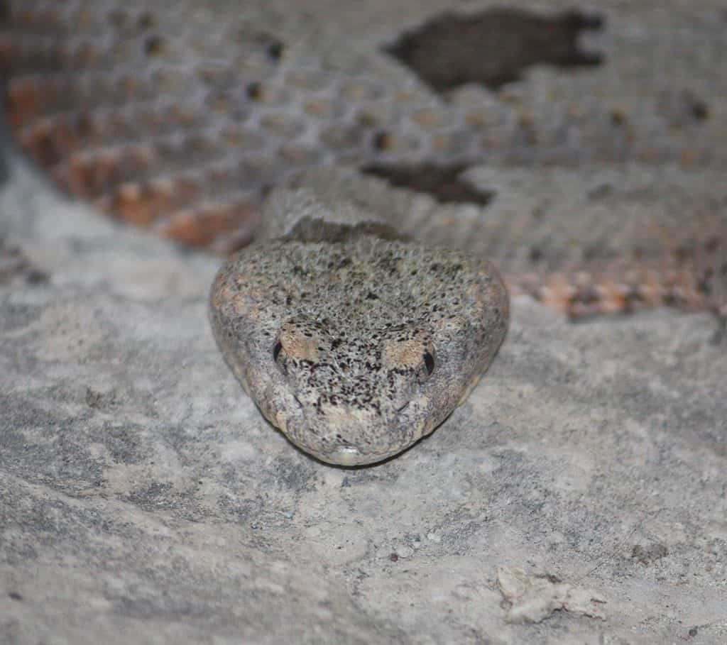 Rock Rattlesnake Crotalus lepidus arizona