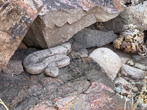 Rock Rattlesnake (Crotalus lepidus) lurking