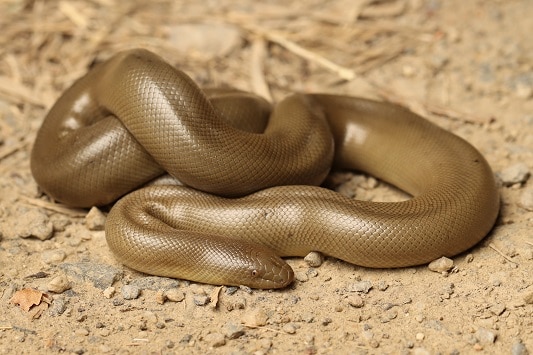 Rubber Boa (Charina bottae) usa