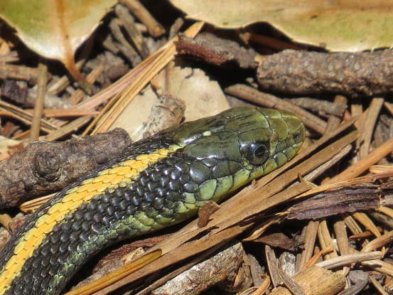 Santa Cruz Aquatic Garter Snake