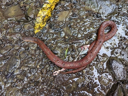 Scorpion-eating Snake Stenorrhina degenhardtii