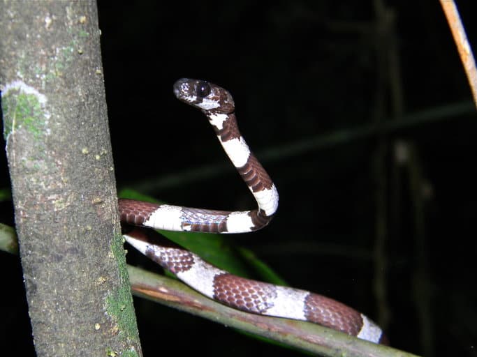 Sibon dimidiatus slender snail sucker