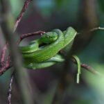 Side striped Pitviper Bothriechis lateralis