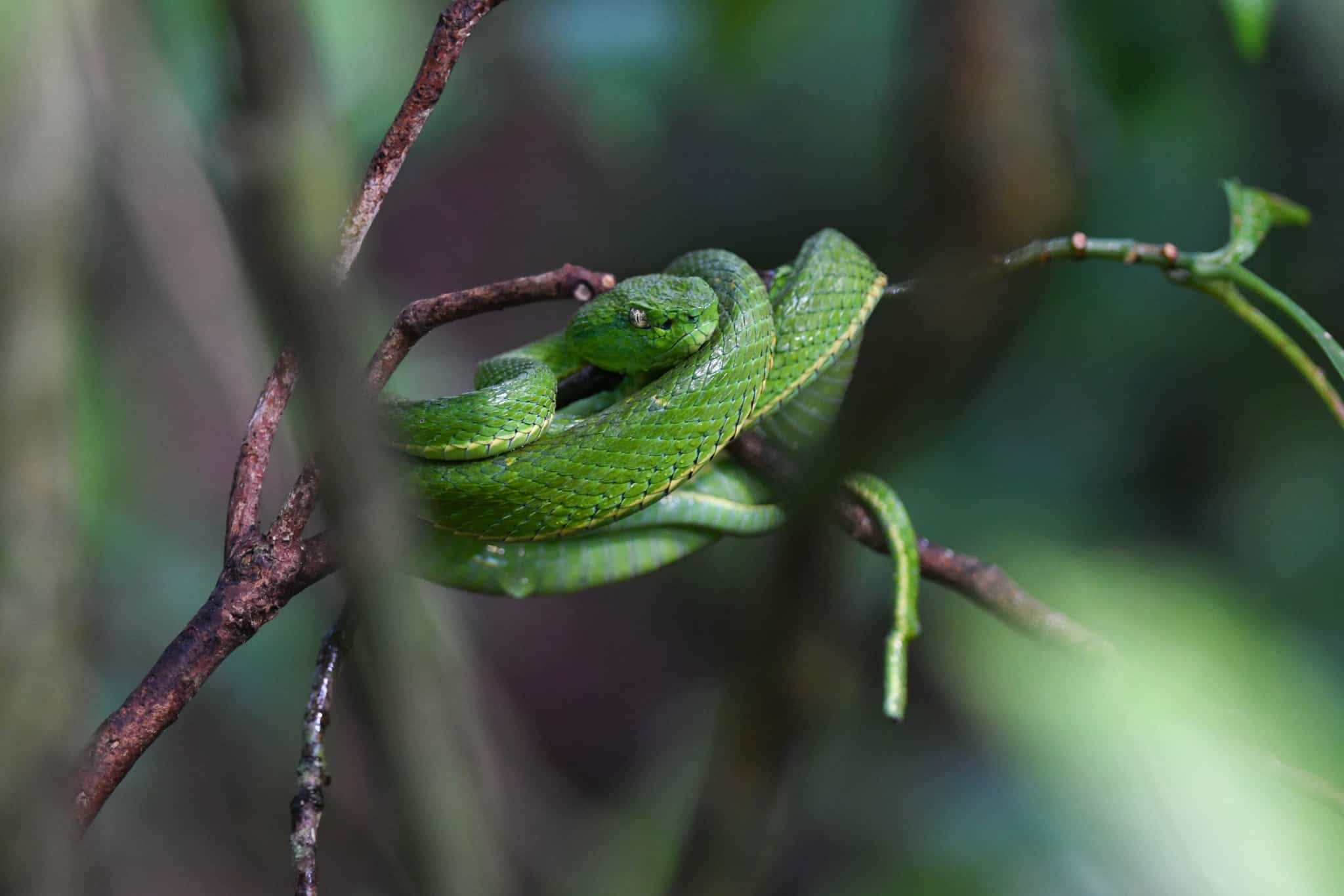 Side striped Pitviper Bothriechis lateralis