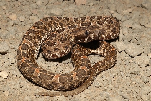 Slender Hognose Viper (Porthidium ophryomegas)