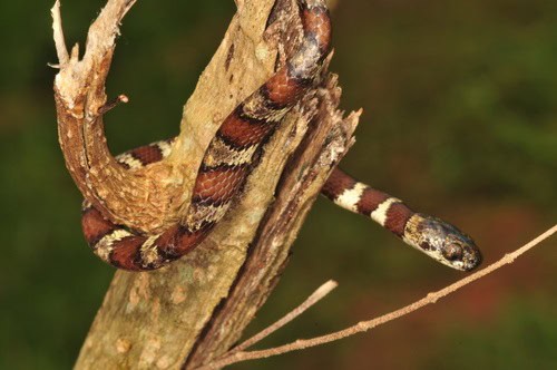 Slender Snail Sucker (Sibon dimidiatus) honduras