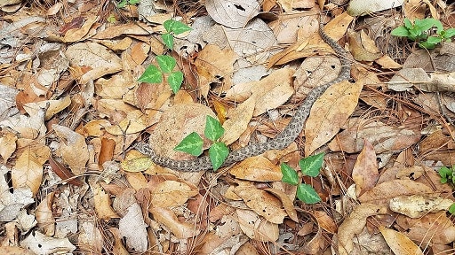 Small-headed Rattlesnake (Crotalus intermedius)