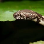 Snail-eating Snake Sibon nebulatus