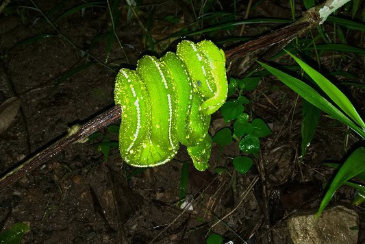 Southern Green Python Morelia viridis