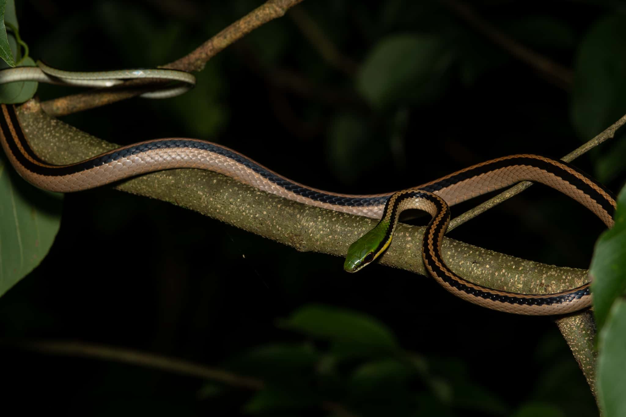 Striped Lowland Snake Leptodrymus pulcherrimus