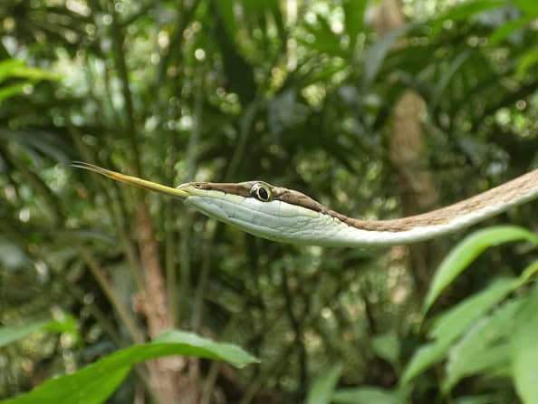 Striped Vine Snake Oxybelis vittatus