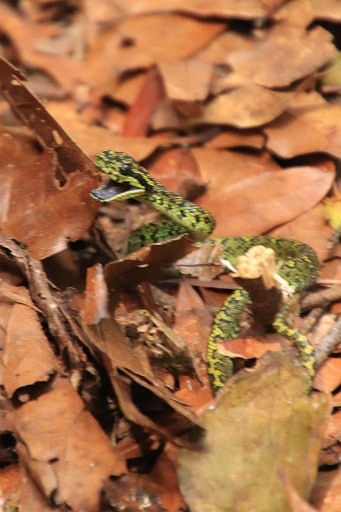 Talamancan Pit viper Bothriechis nubestris