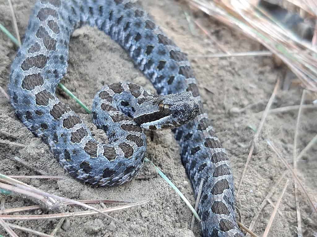 Tancitaran Dusky Rattlesnake (Crotalus pusillus)