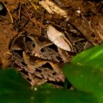 Terciopelo Bothrops asper guatemala