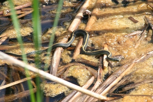 Thamnophis atratus (aquatic garter snake)