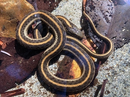Thamnophis atratus garter snake aquatic