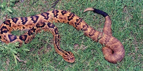 Totonacan Rattlesnake (Crotalus totonacus) mexico