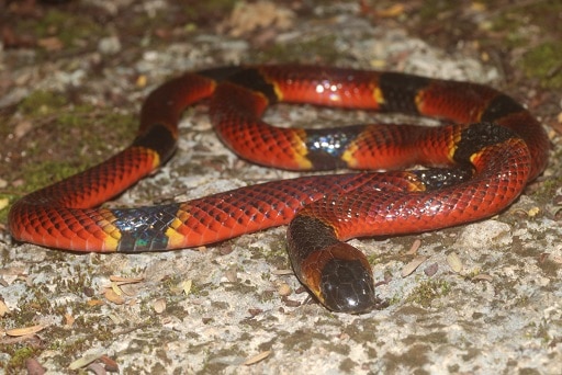 Variable Coralsnake Micrurus diastema honduras