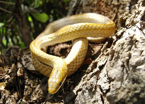 White-lipped Snake Symphimus mayae
