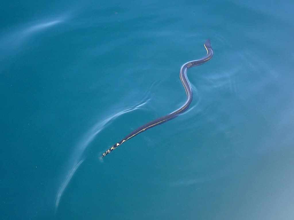 Yellow-bellied Sea Snake (Hydrophis platurus)