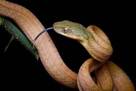 boiga nigriceps venomous thailand snakes