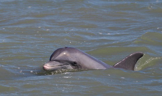 bottlenose dolphin yellow-bellied sea snake