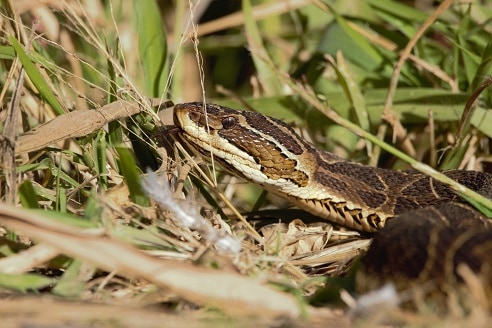 brazil Urutu Lancehead Bothrops alternatus