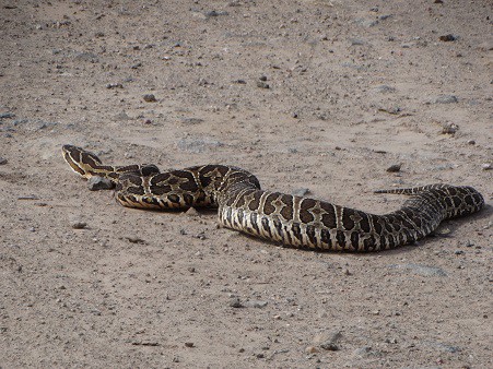 brazil pit viper bothrops alternatus