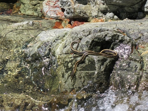 california aquatic garter snake thamnophis