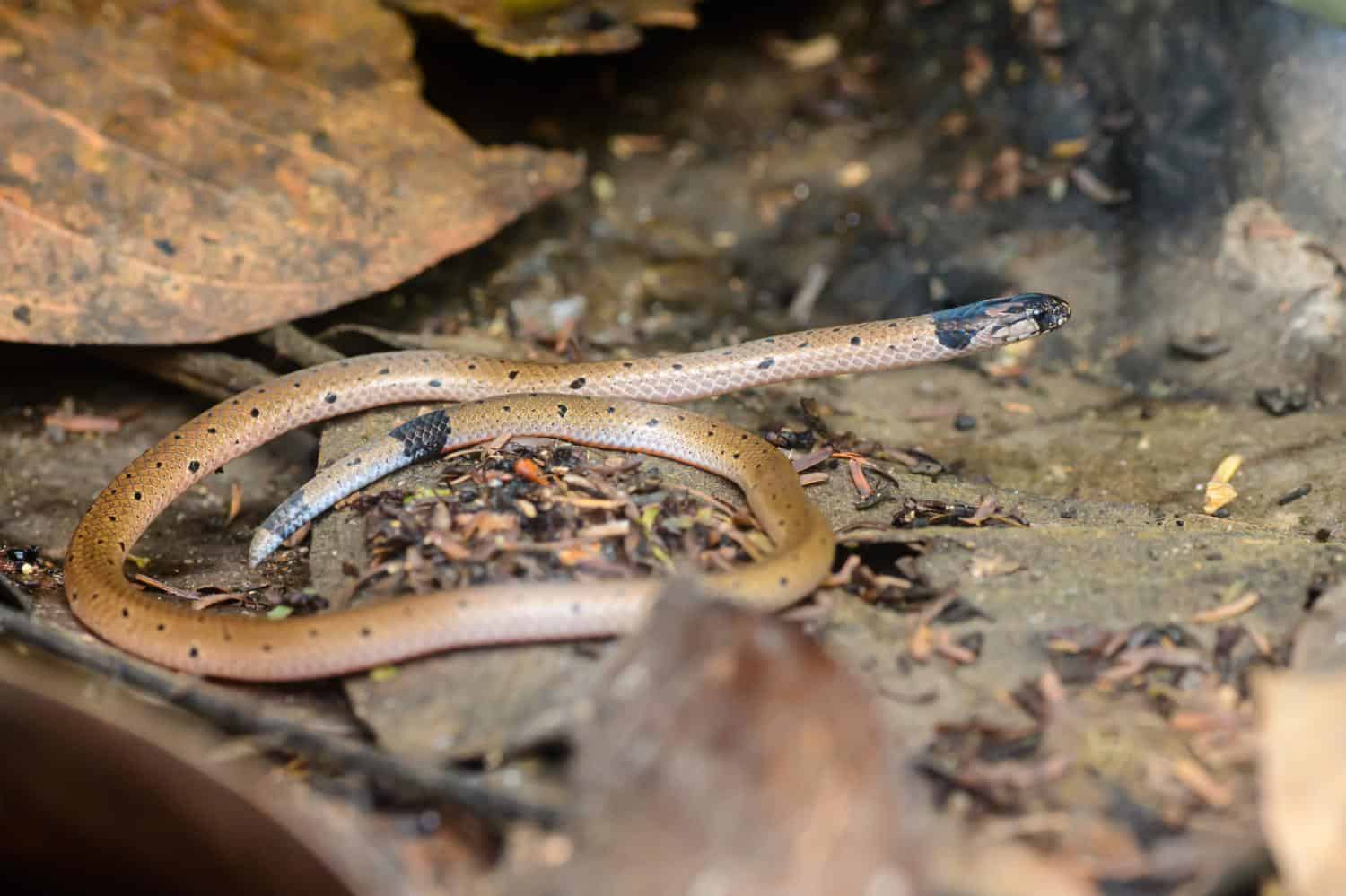 calliophis maculiceps spotted coral snake