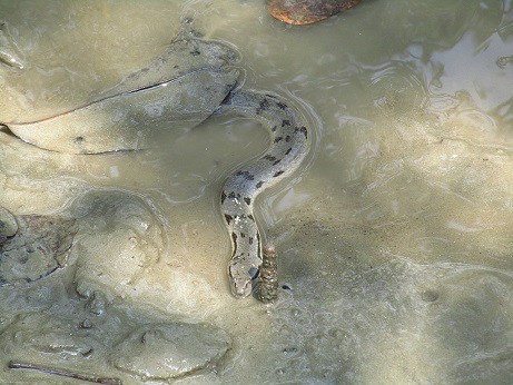 cerberus rynchops dog-faced watersnake