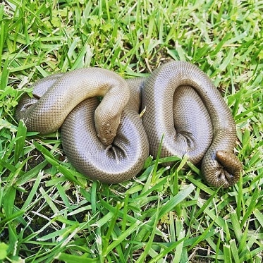 charina bottae curled into ball