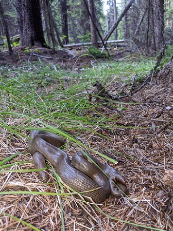 charina bottae rubber boa woodland