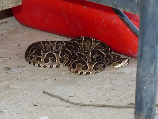 crossed pit viper bothrops alternatus