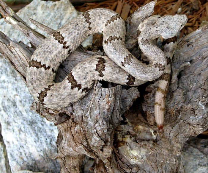 crotalus lepidus rock rattlesnake head