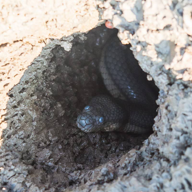 dog-faced watersnake (cerberus rynchops)