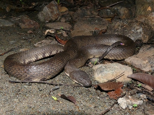 dog faced watersnake (cerberus rynchops)