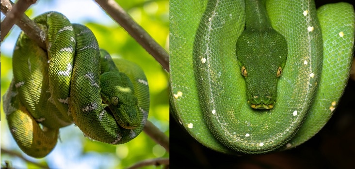 emerald tree boa green python