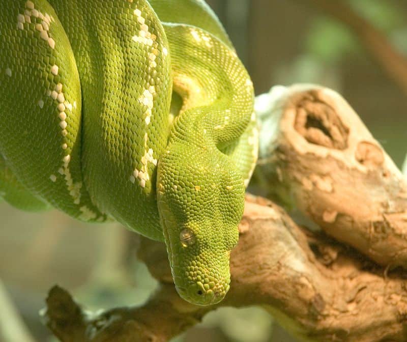 green python morelia viridis australia