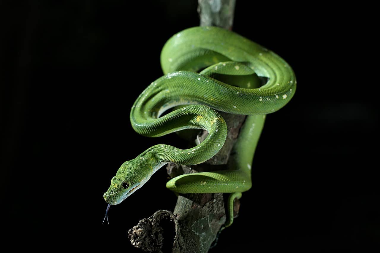 green tree python morelia viridis