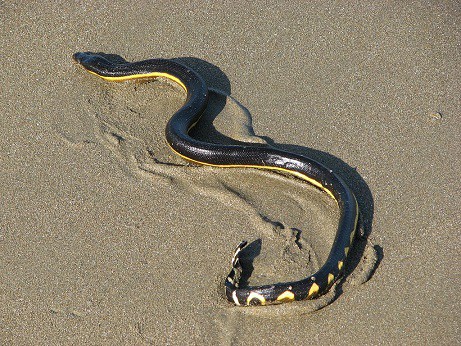 hydrophis platurus costa rica