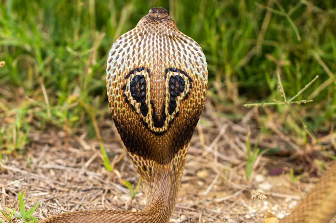 indian cobra naja spectacle marking