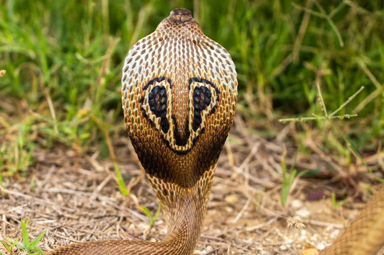 10 Facts About The Indian Cobra Snake Radar