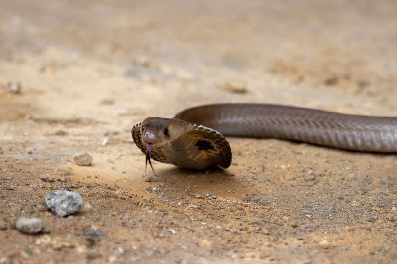 indian cobra neurotoxic venom naja