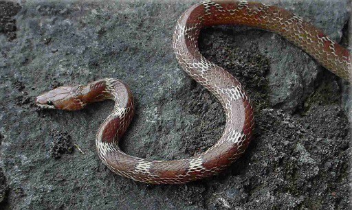 lycodon aulicus indian wolf snake