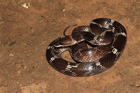 lycodon aulicus wolf snake india