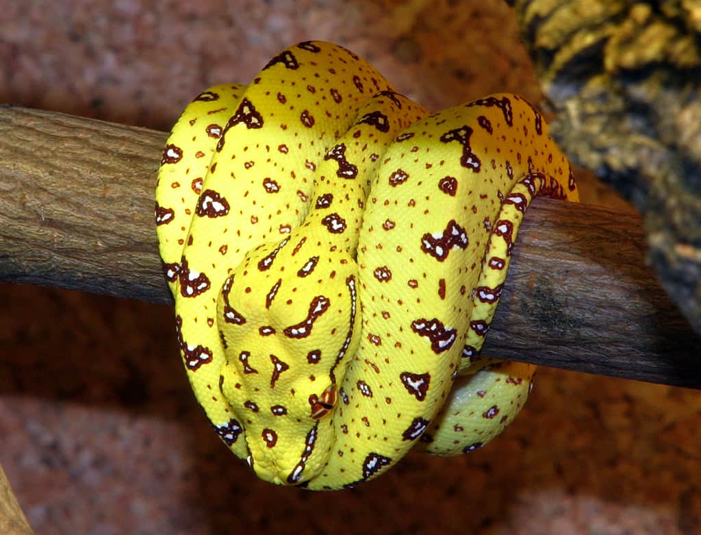 morelia viridis juvenile yellow colour