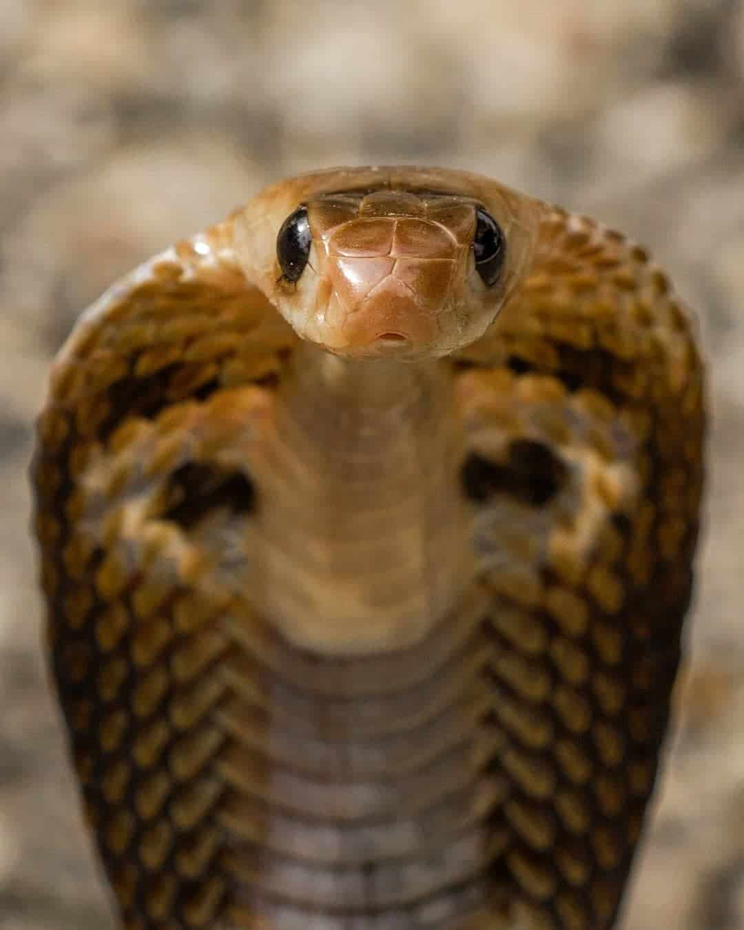 naja indian cobra face head